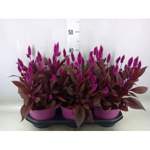 Celosia arg. SP 'Mystic Shades'