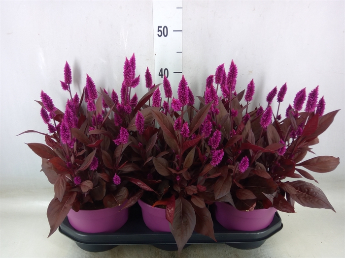 <h4>Celosia arg. SP 'Mystic Shades'</h4>