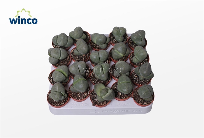 <h4>Pleiospilos Nelii</h4>