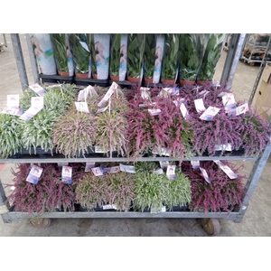 Calluna vulg. 'Garden G Rasta Girl'