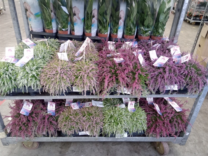 <h4>Calluna vulg. 'Garden G Rasta Girl'</h4>
