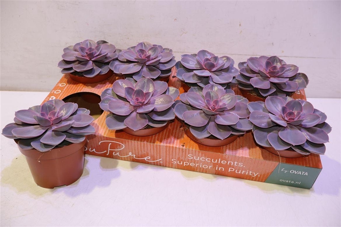 <h4>arr8 Echev Purple Pearl</h4>