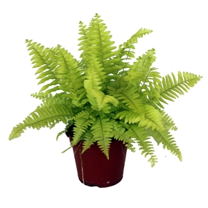 Nephrolepis Blonde GEEN hoes