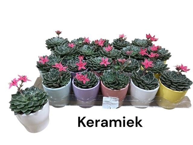 <h4>GRAPTO BELLUM</h4>