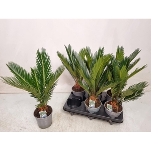 CYCAS REVOLUTA