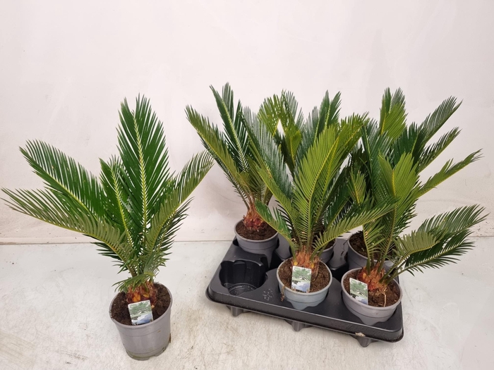 <h4>CYCAS REVOLUTA</h4>