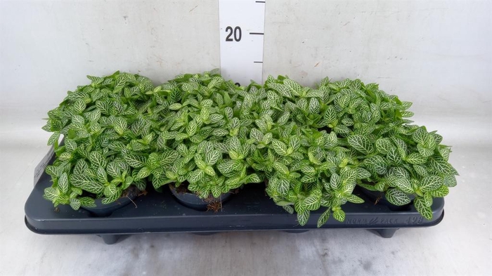 <h4>Fittonia verschaf.</h4>