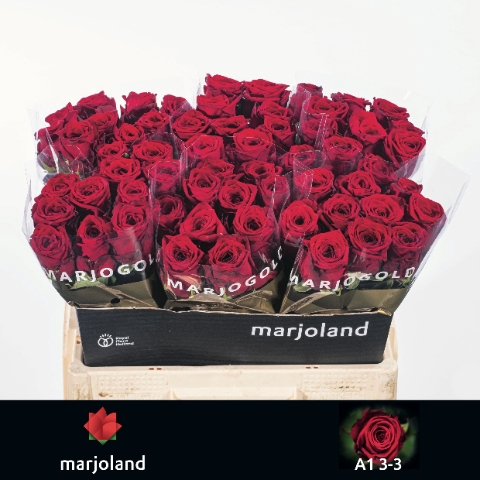 <h4>Rosa large red naomi!</h4>