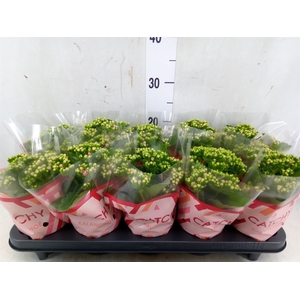 Kalanchoe blos. 'RosDon Nando'