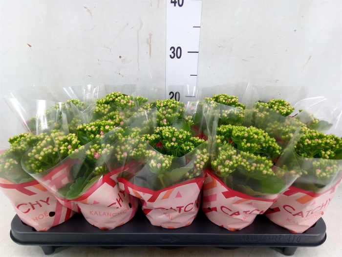 <h4>Kalanchoe blos. 'RosDon Nando'</h4>