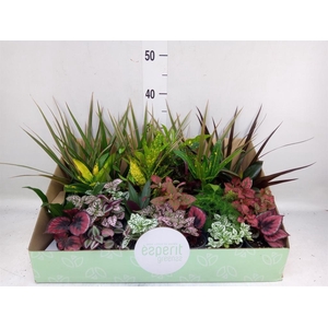 Planten  ..mix