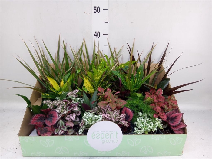 <h4>Planten  ..mix</h4>