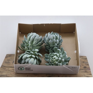 Echeveria Elegance X4