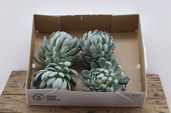 <h4>Echeveria Elegance X4</h4>