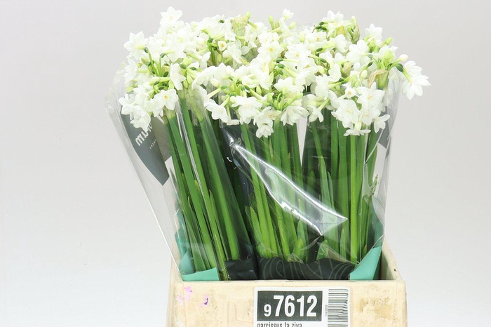 <h4>Narcissus Ta Ziva</h4>