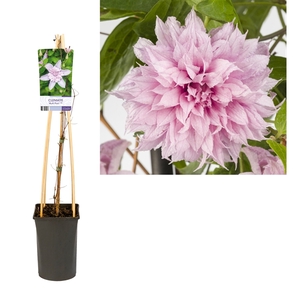 Clematis Multi Pink® PBR +light label