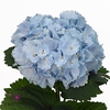 Hydrangea lollipop blue