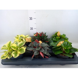 Peperomia   ...mix