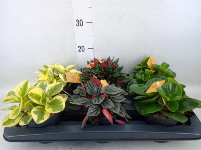 <h4>Peperomia   ...mix</h4>