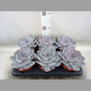 Echeveria lilacina 'Silver Pearl'