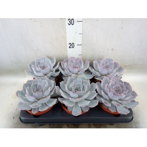 Echeveria lilacina 'Silver Pearl'