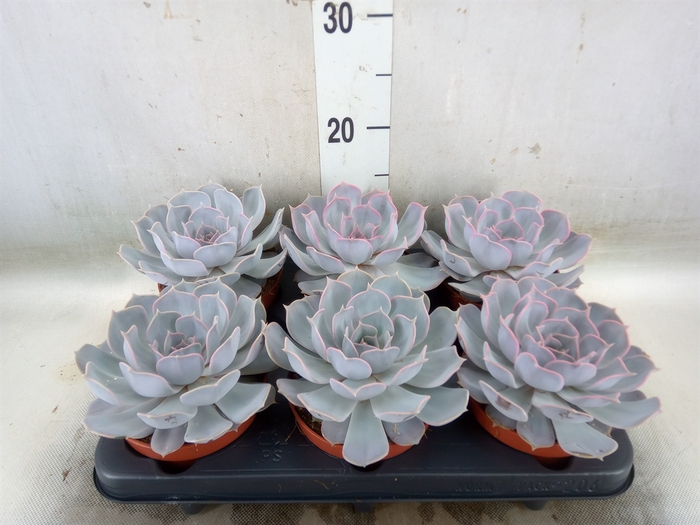 <h4>Echeveria lilacina 'Silver Pearl'</h4>