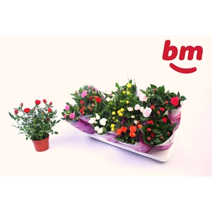RO B MONDE GEM 7 SRT