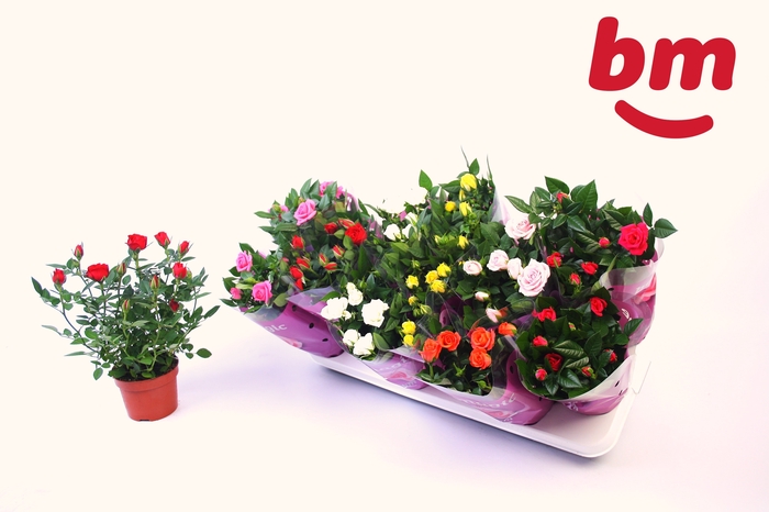 <h4>RO B MONDE GEM 7 SRT</h4>