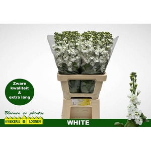 MATTH MILLA WHITE