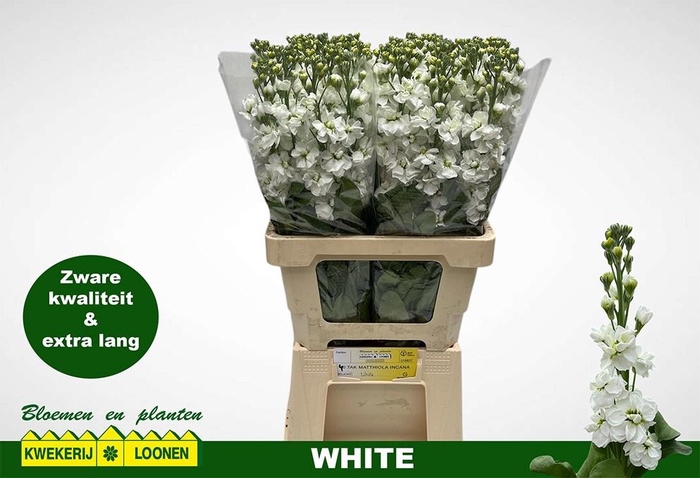 <h4>MATTH MILLA WHITE</h4>