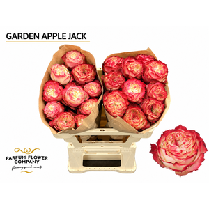 Rosa Garden Apple Jack