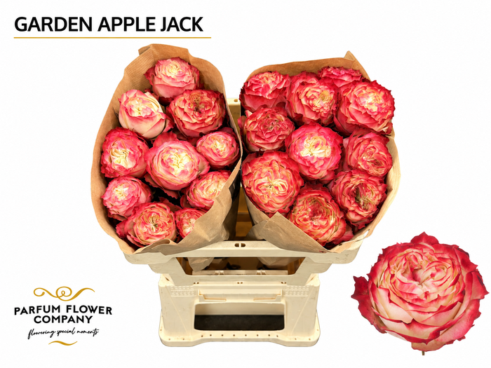 <h4>Rosa Garden Apple Jack</h4>