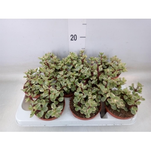 Portulacaria afra 'Variegata'