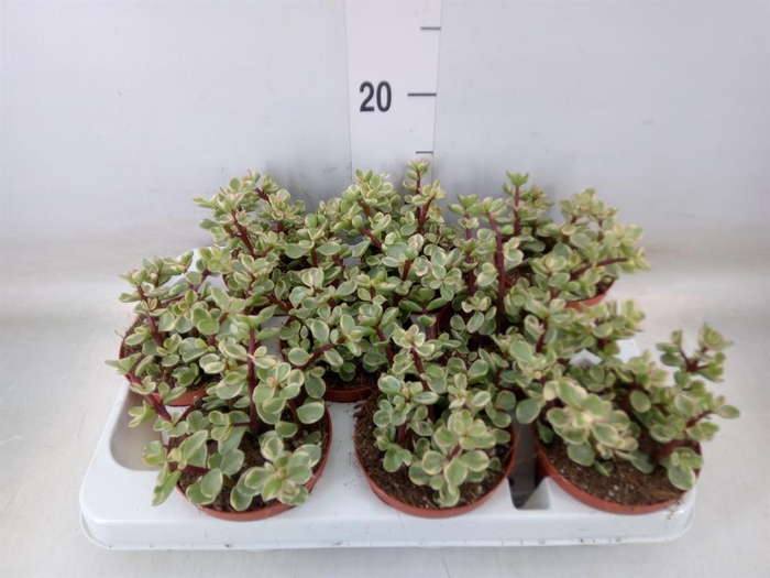 <h4>Portulacaria afra 'Variegata'</h4>