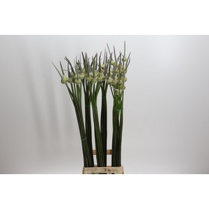 Allium Cepa Judith