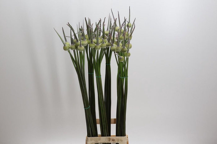 <h4>Allium Cepa Judith</h4>