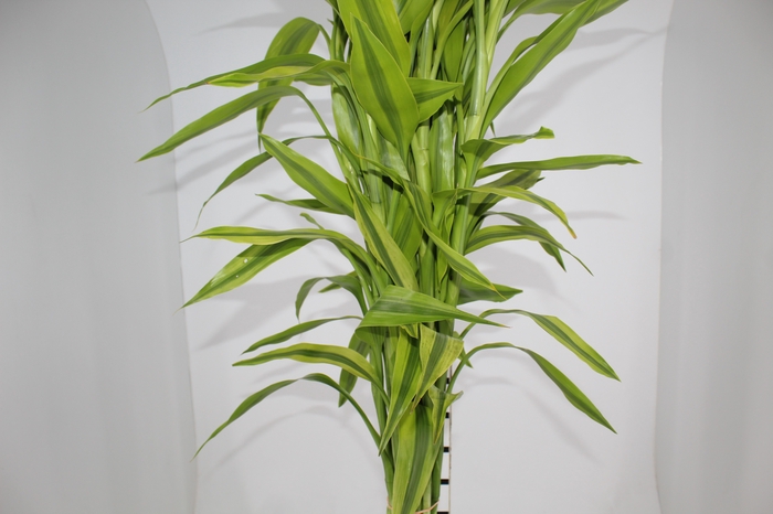 <h4>FOLHAGEM DRACENA SANDERIANA AMARELA</h4>