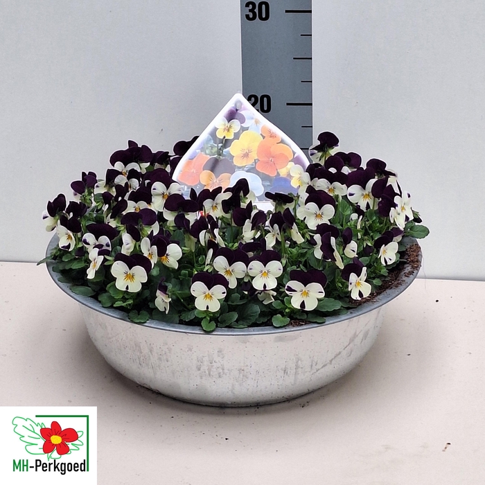 <h4>VIO CO SORBET GEM</h4>