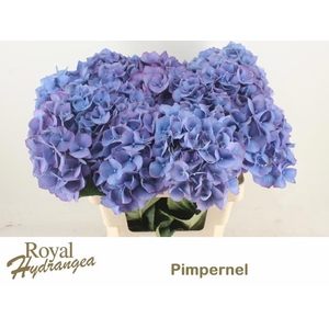 HYDR M CH PIMPERNEL