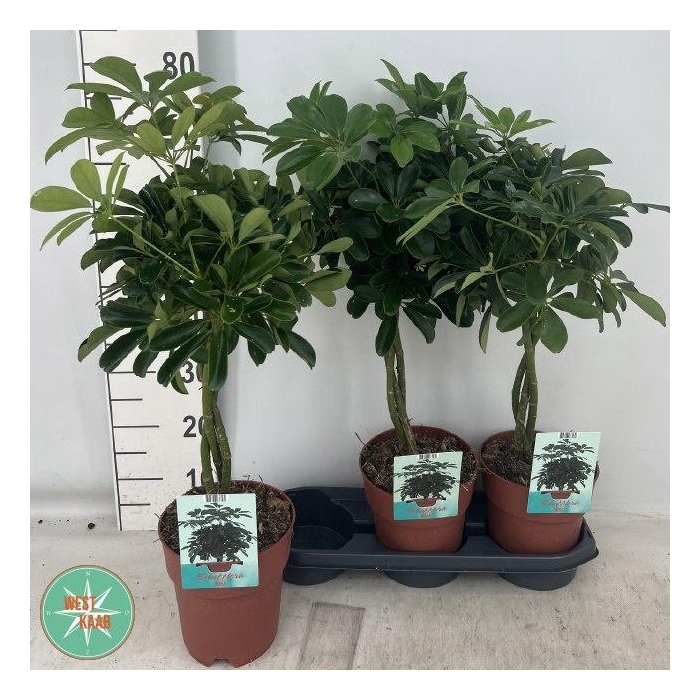 <h4>SCHEF AR COMPACTA</h4>