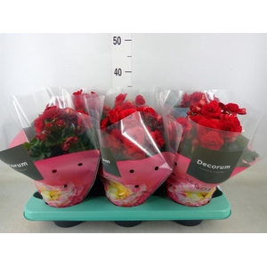 Begonia elat. DU 'Baladin'