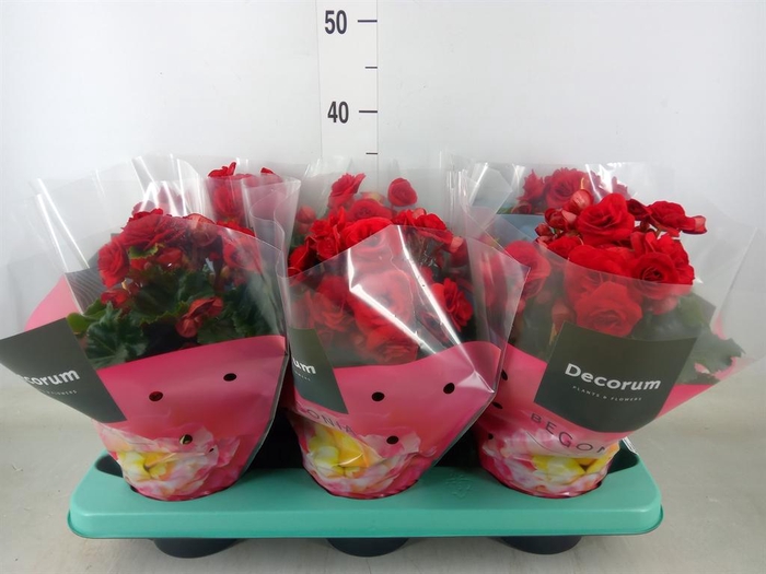 <h4>Begonia elat. DU 'Baladin'</h4>