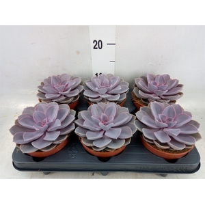 Echeveria  'Purple Pearl'