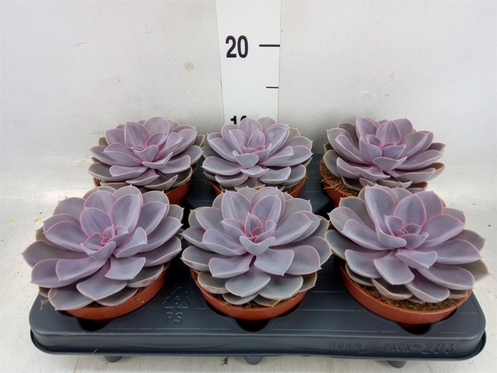 <h4>Echeveria  'Purple Pearl'</h4>