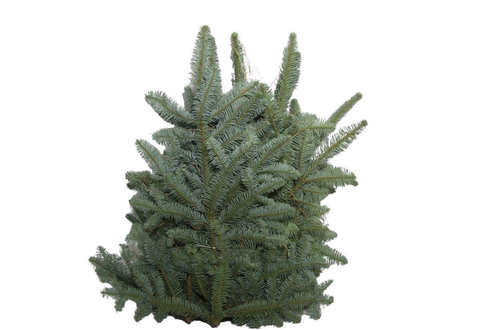 <h4>Abies Nob Blauw Kilo</h4>