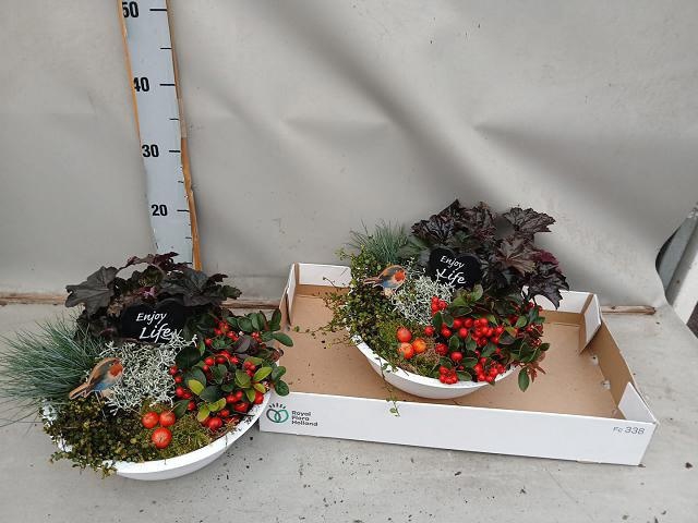 <h4>ARR TUINPLANTEN</h4>