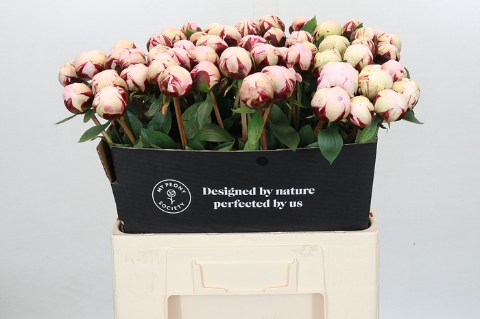 <h4>Paeonia Reine Hortense</h4>
