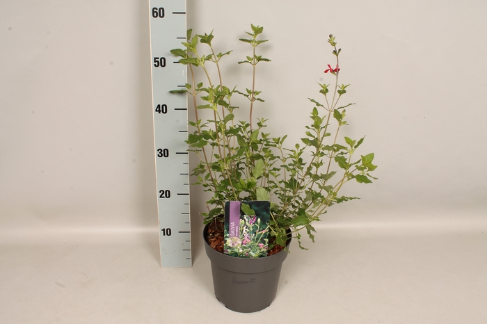 vaste planten 19 cm  Salvia macr. 'Hot Lips'