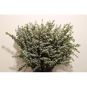 Euca Baby Blue 300gr P Bunch