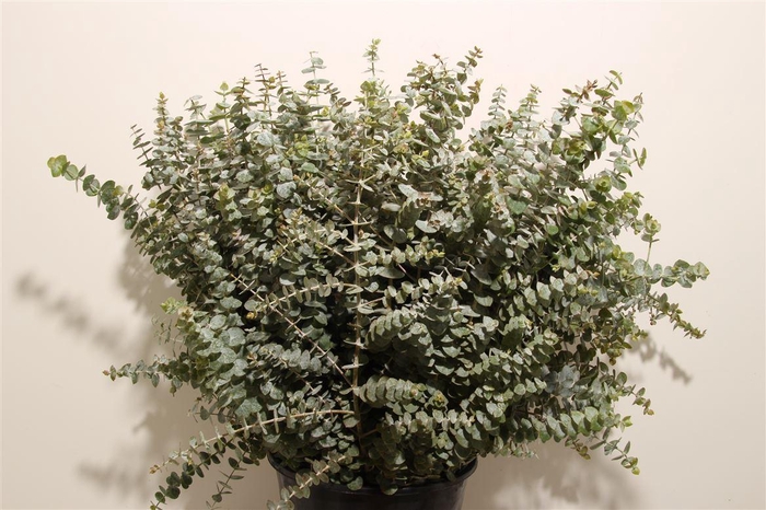 Euca Baby Blue 300gr S A P Bunch
